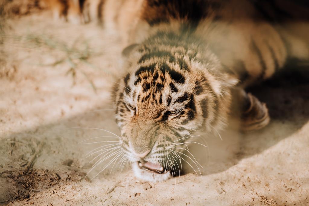 vista de cerca del lindo cachorro de tigre en el zoológico
 - Foto, imagen