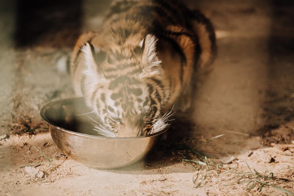 закрытый вид на симпатичного тигренка, поедающего еду в зоопарке
 - Фото, изображение