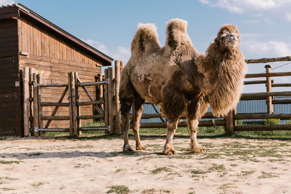 close up shot of two humped camel standing in corral at zoo - Photo, Image