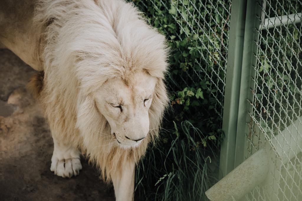 vista de cerca del hermoso león blanco africano en el zoológico
 - Foto, imagen