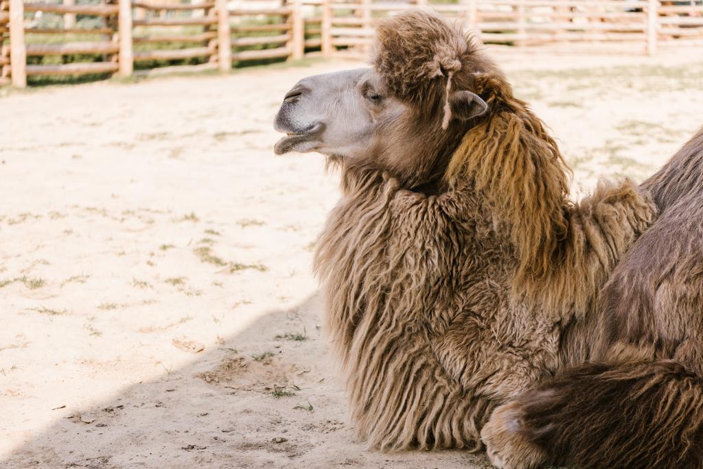 vista lateral do camelo sentado no chão em curral no zoológico
 - Foto, Imagem