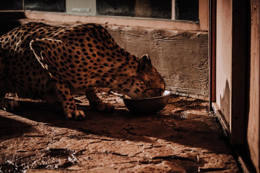 vue rapprochée du guépard mangeant des animaux au zoo
 - Photo, image