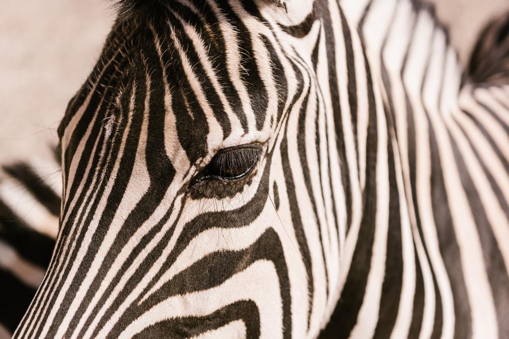 zebra Fang elmosódott háttér állatkertben lövés közelről - Fotó, kép