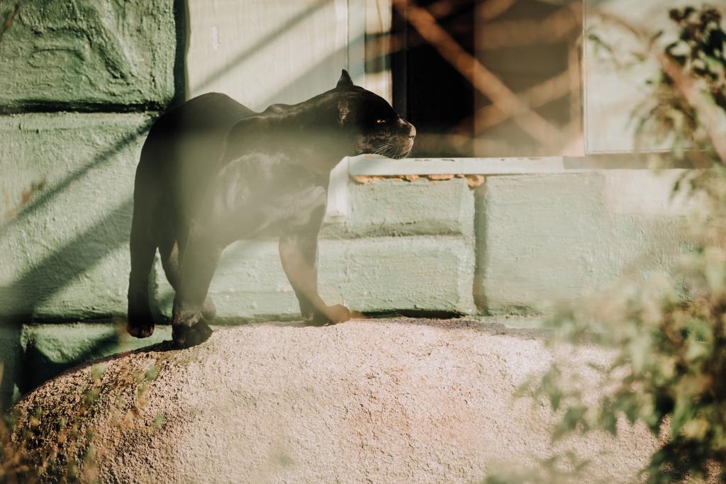 селективный фокус красивой черной пантеры в зоопарке
 - Фото, изображение