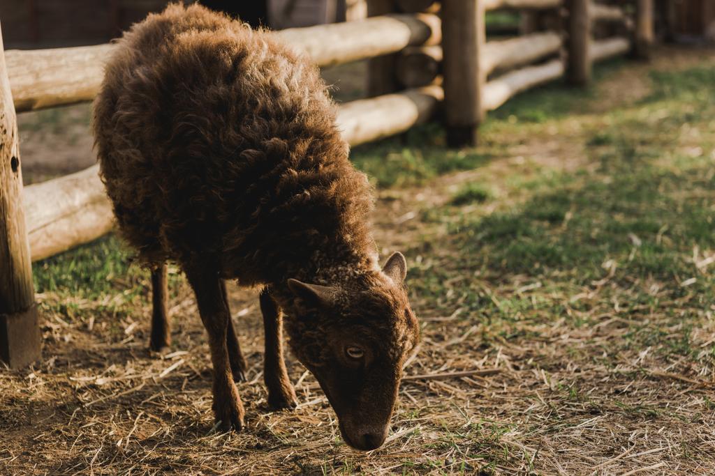 zblízka pohled hnědé ovce jíst trávu v ohradě s dřevěným plotem na farmě  - Fotografie, Obrázek