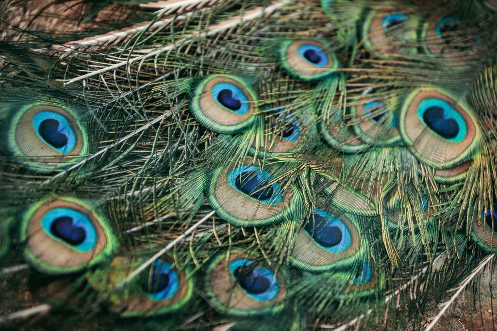 Close-up beeld van peacock mooie kleurrijke veren  - Foto, afbeelding