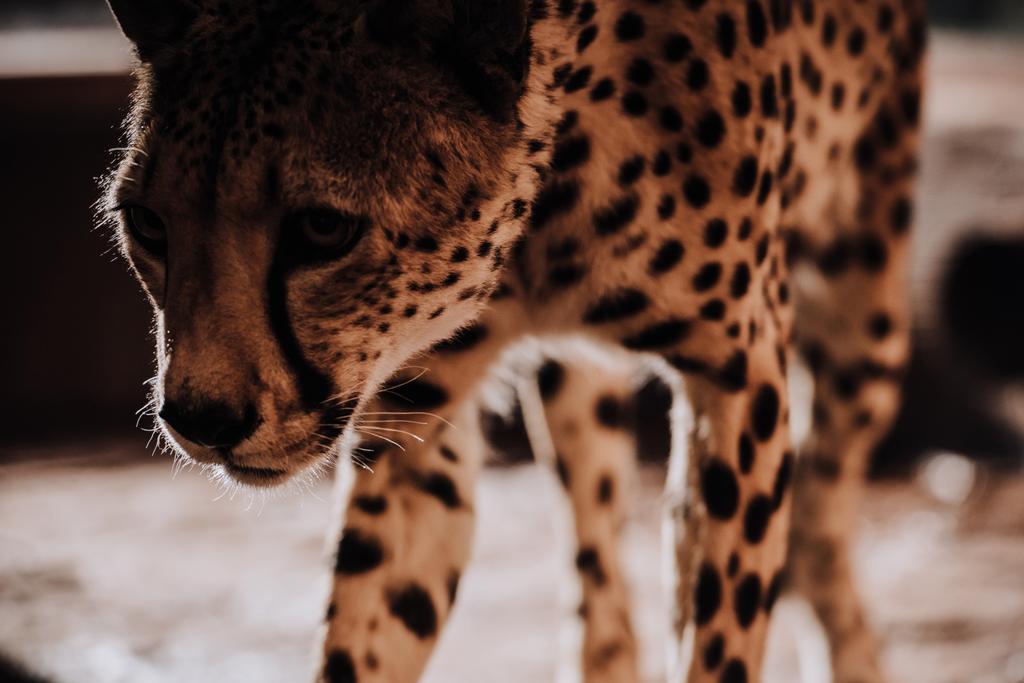 Selektivní fokus krásné gepard zvířete v zoo - Fotografie, Obrázek