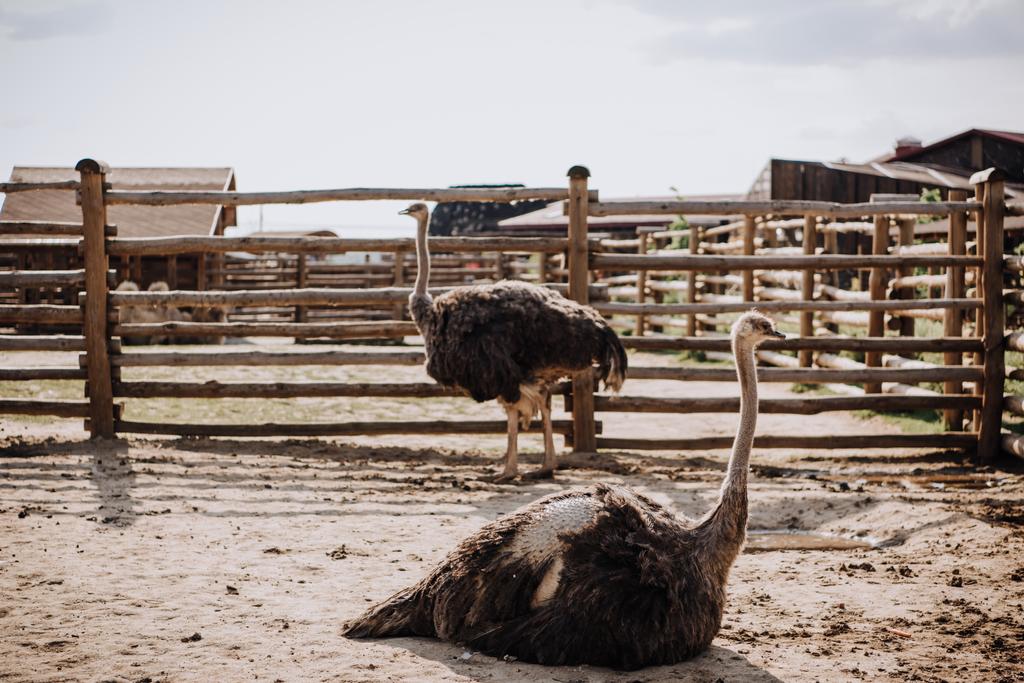 vista de cerca de dos avestruces en corral en el zoológico
 - Foto, Imagen