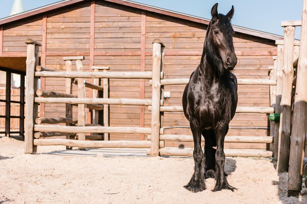 Vorderansicht eines schwarzen Pferdes, das vor einem Holzzaun im Gehege des Zoos steht  - Foto, Bild