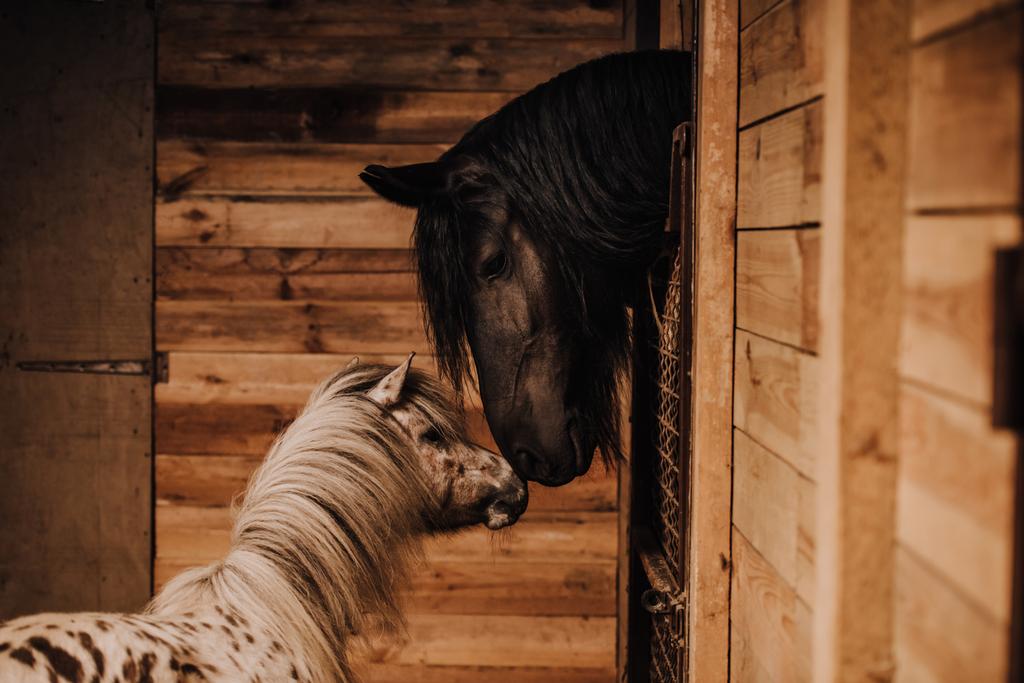 selectieve aandacht van mooie paard en pony in staande stal in dierentuin - Foto, afbeelding