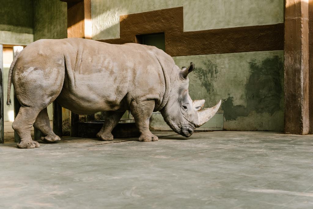 side view of endangered white rhino at zoo  - Photo, Image