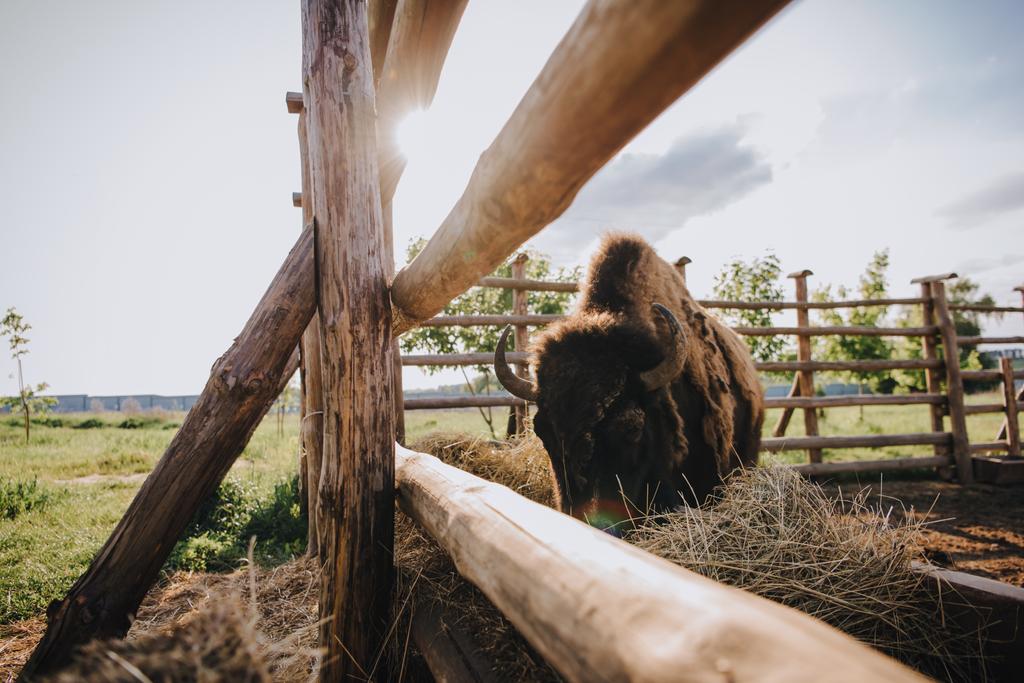 близкий вид бизона, поедающего сухую траву в загоне против солнечного света в зоопарке
 - Фото, изображение