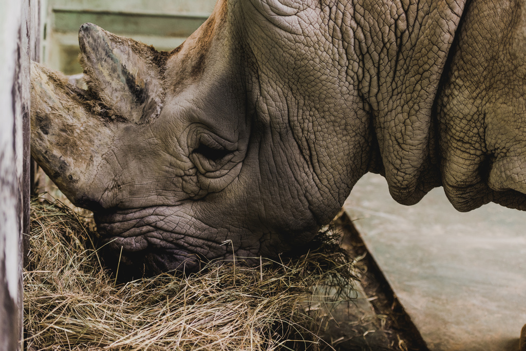 lähikuva safari sarvikuono syö aterian eläintarhassa
 - Valokuva, kuva