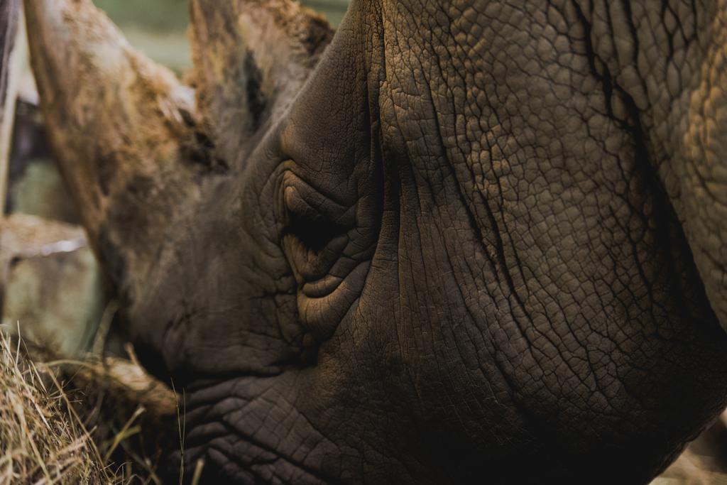 крупным планом вид еды еды сафари носорог в зоопарке - Фото, изображение