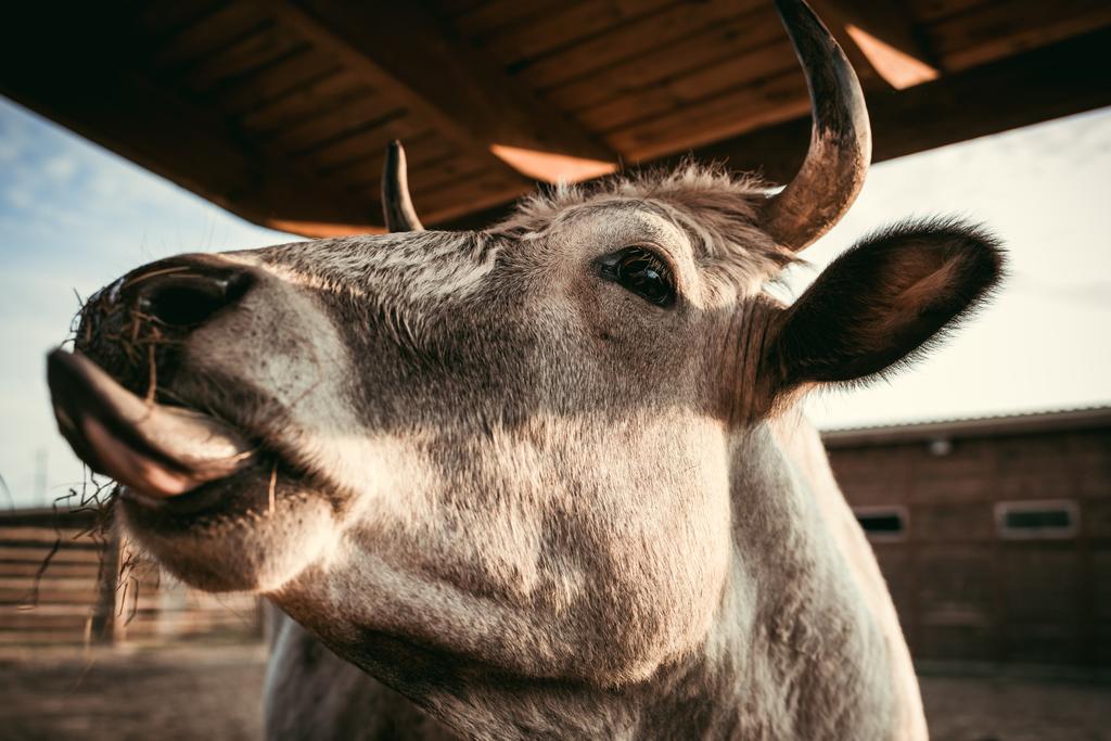 tehén száraz füvet eszik a karámban az állatkert lövés közelről  - Fotó, kép