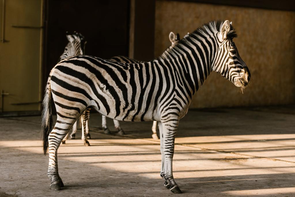 close up view of beautiful striped zebras at zoo - Photo, Image