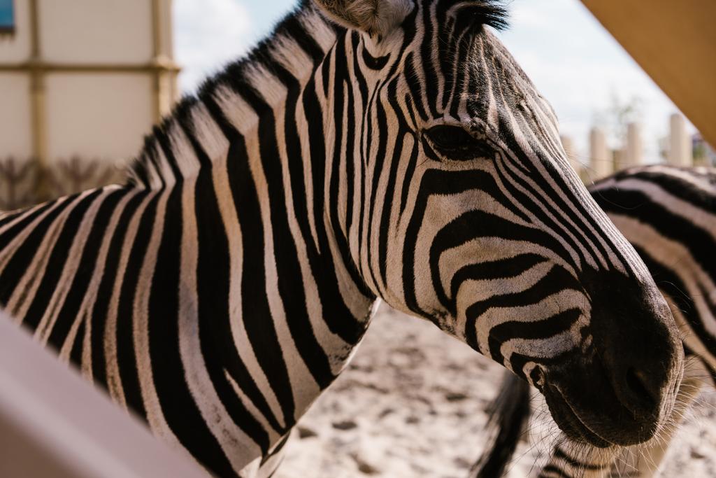 a zebra állt corral állatkertben oldalnézete  - Fotó, kép