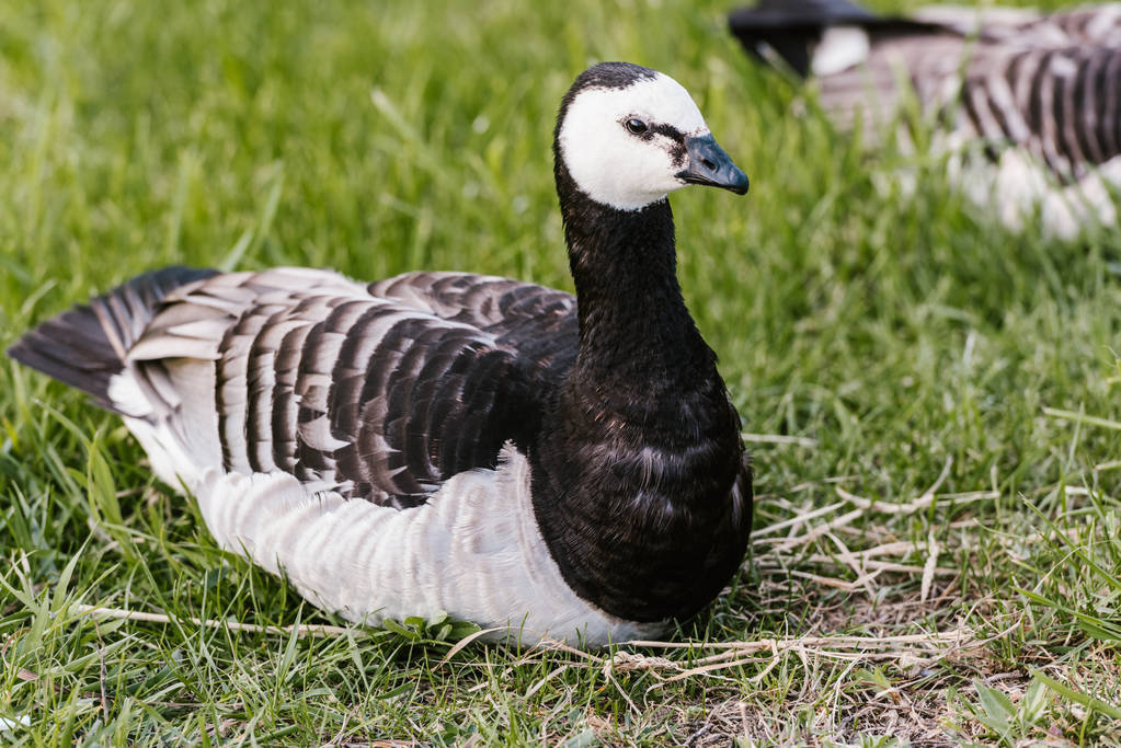vue rapprochée du canard noir et blanc reposant sur l'herbe verte au zoo
 - Photo, image
