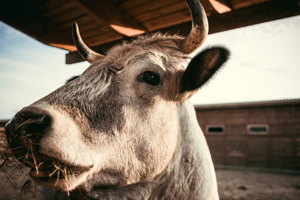 Zamknij widok krowy jedzenia suchej trawy w corral w zoo  - Zdjęcie, obraz