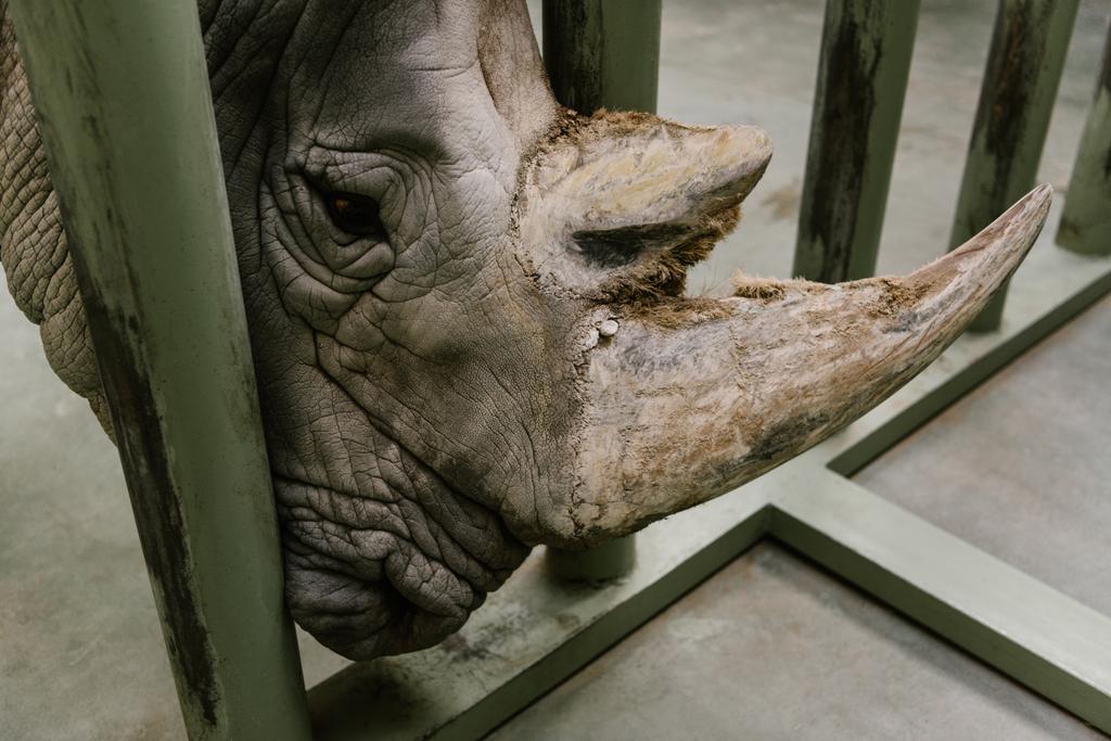 close up view of white rhino horn at zoo  - Photo, Image