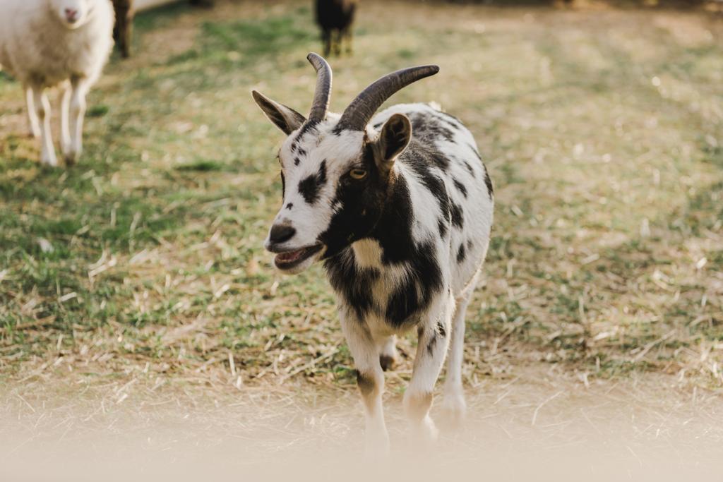 close up view of goat grazing on ground in corral at farm  - Photo, Image