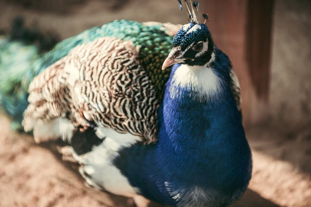 Close-up van peacock staande op onscherpe achtergrond in dierentuin  - Foto, afbeelding
