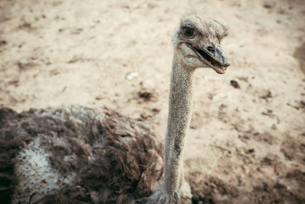 vista de alto ângulo de avestruz em pé no chão no zoológico
 - Foto, Imagem