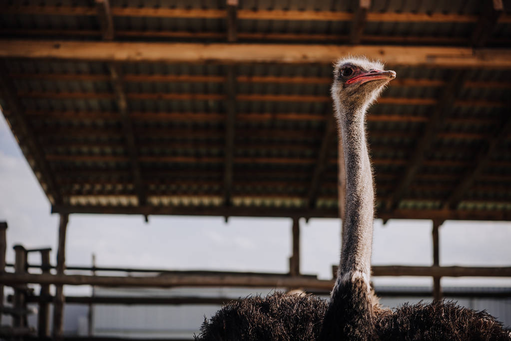vista de ángulo bajo de avestruz de pie contra el techo de corral en el zoológico
 - Foto, Imagen