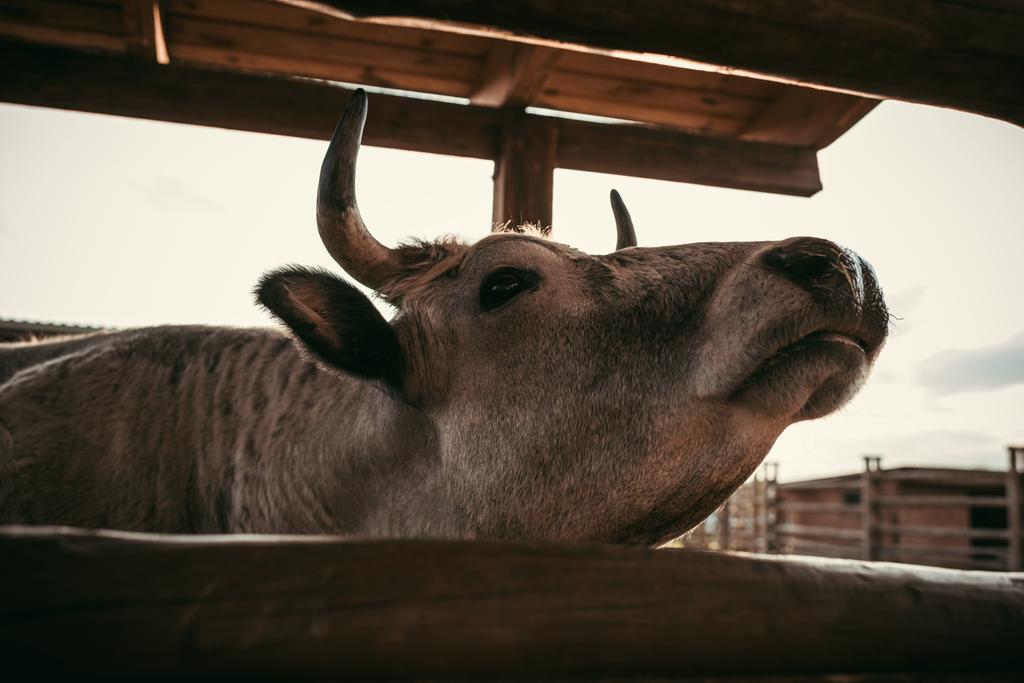 zblízka pohled kráva stojící poblíž dřevěný plot v zoo  - Fotografie, Obrázek