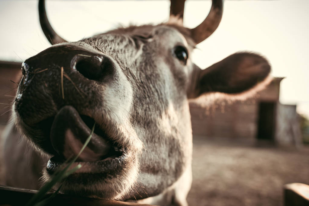 Detailní záběr záběr kráva tlamy na rozostřeného pozadí v zoo - Fotografie, Obrázek