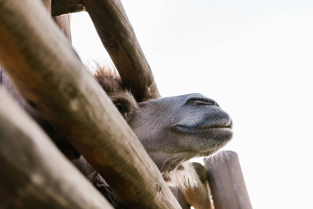 низький кут зору дула верблюда біля дерев'яного паркану в зоопарку
  - Фото, зображення