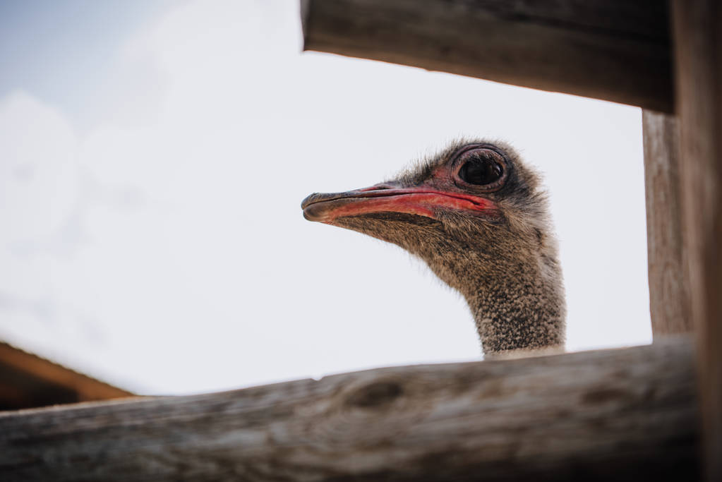 closeup shot of ostrich muzzle against cloudy sky at zoo - Photo, Image