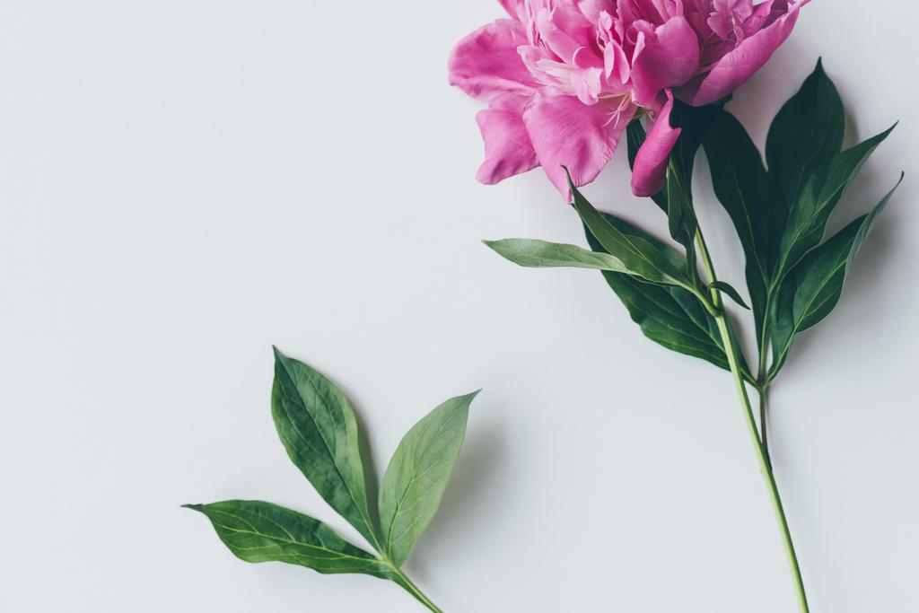 葉に白とピンクの牡丹の花のトップ ビュー ロイヤリティフリー写真 画像素材