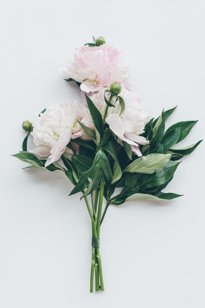 felülnézet gyönyörű fény rózsaszín pünkösdi rózsa, a levelek, a fehér - Fotó, kép