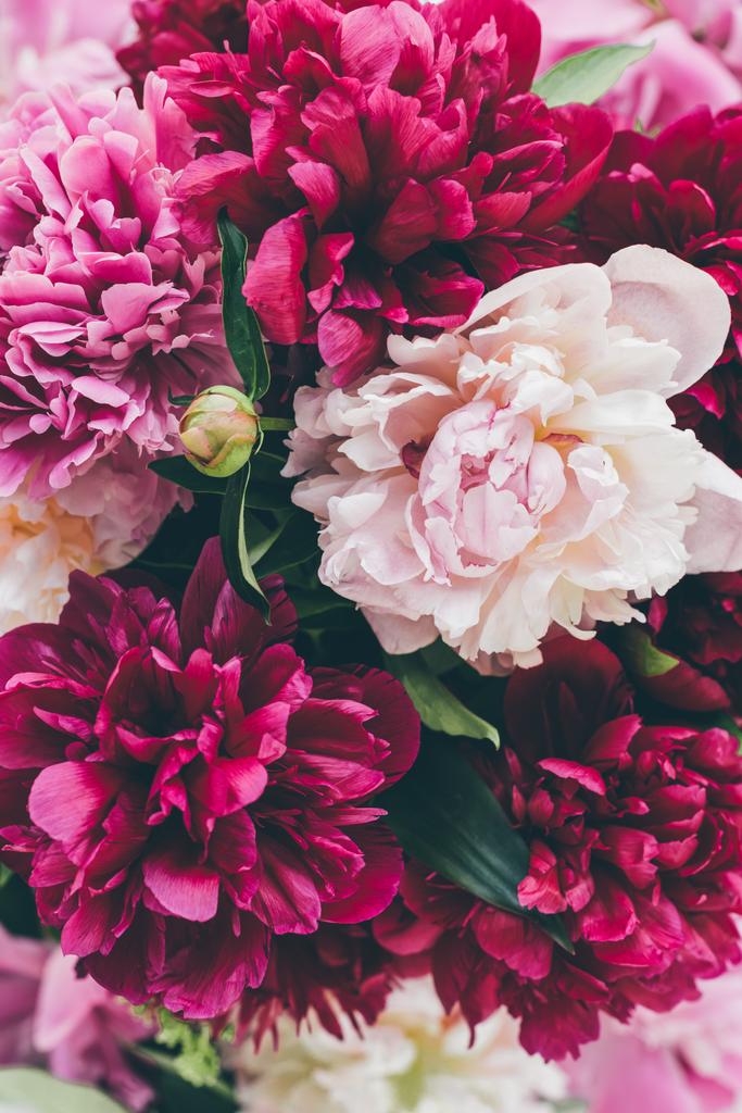 vista dall'alto di peonia rosa fioritura texture
 - Foto, immagini