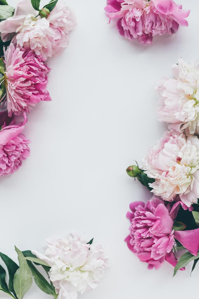 vista dall'alto di peonia rosa che fiorisce su bianco con spazio copia
 - Foto, immagini