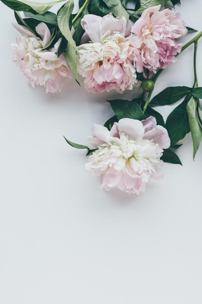 top view of light pink peonies with leaves on white - Photo, Image