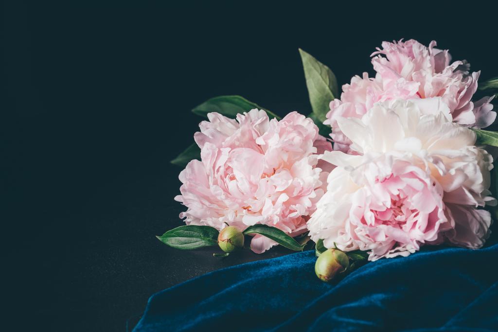 gyönyörű világos rózsaszín pünkösdi rózsa, a sötét háttér - Fotó, kép