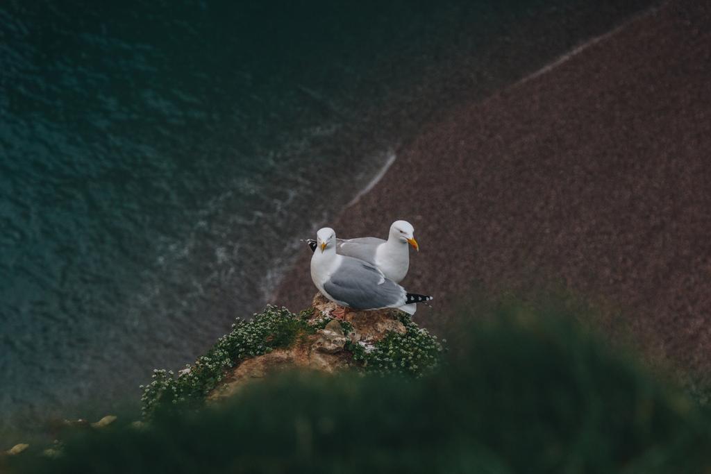 wysoki kąt widzenia mewy para perching na klifie nad morzem, Etretat, Francja - Zdjęcie, obraz