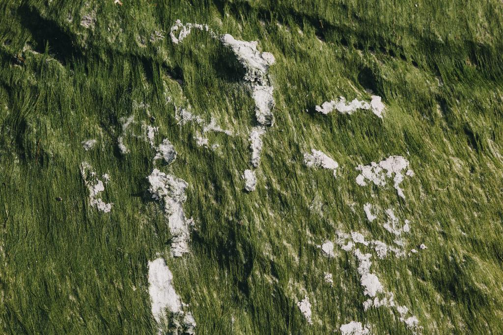 海藻と砂緑テクスチャのクローズ アップ - 写真・画像