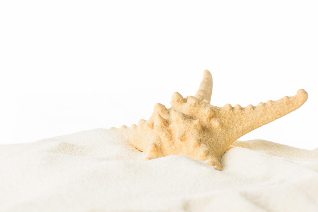 Starfish in beach sand isolated on white - Photo, Image