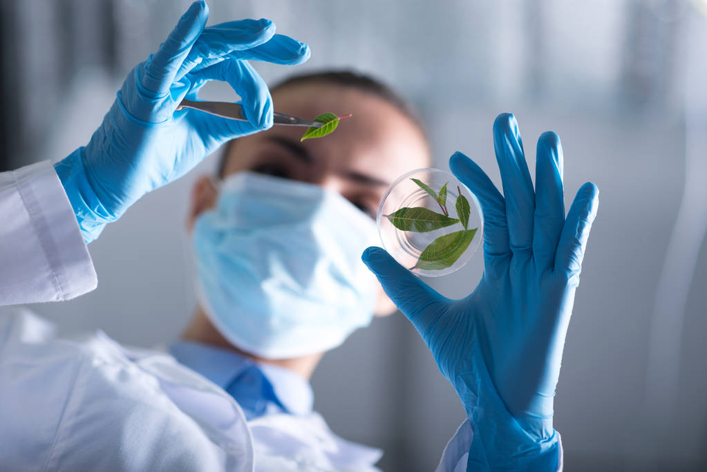 Výzkum biologie. Nízký úhel mladých žen vědec hoding zelený list na testu sklo v laboratoři - Fotografie, Obrázek