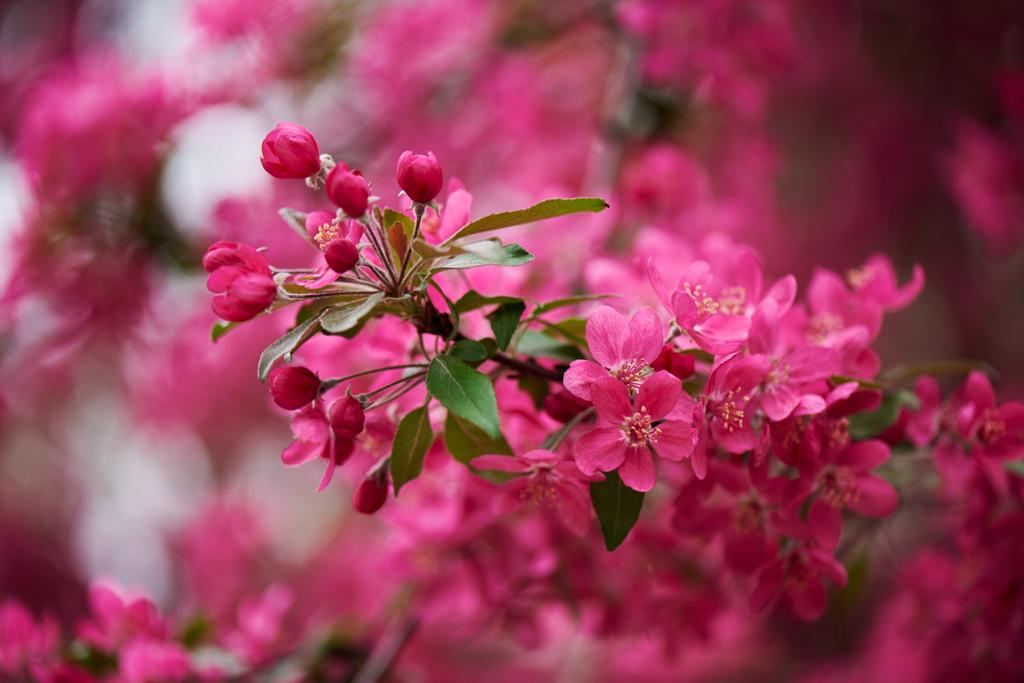 messa a fuoco selettiva di bei fiori di mandorlo rosa su albero
  - Foto, immagini