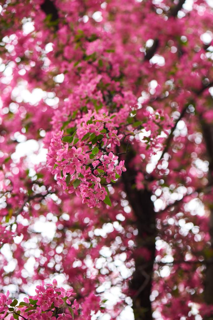 Piękne różowe kwiaty migdałowe na gałęzi, Selektywny fokus   - Zdjęcie, obraz