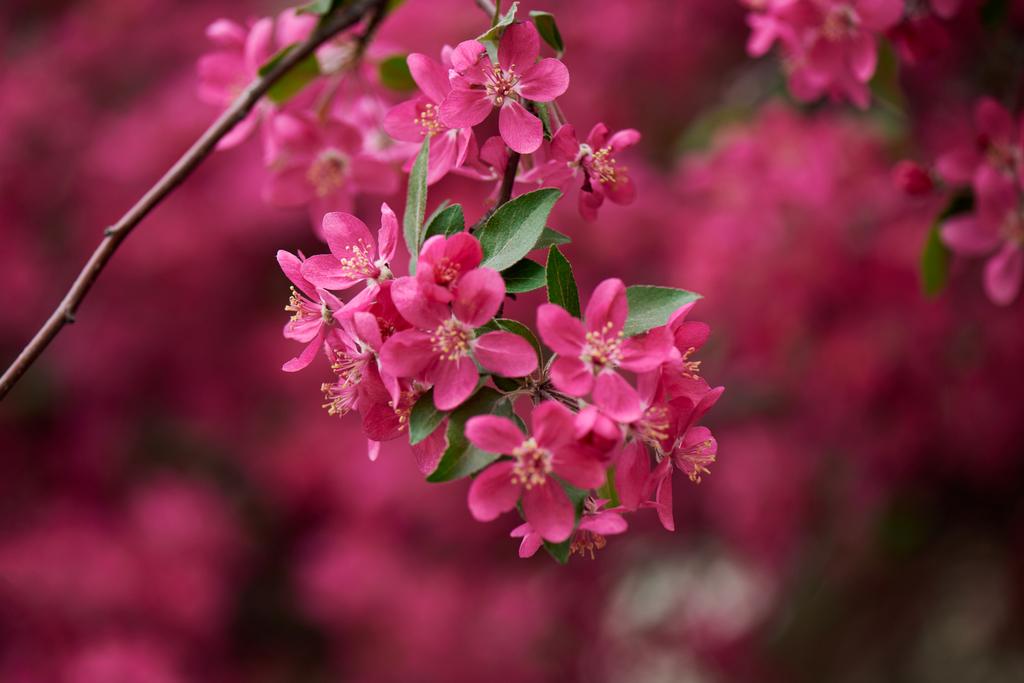 Προβολή με μεγέθυνση από όμορφα φωτεινά ροζ λουλούδια αμυγδαλιάς σε υποκατάστημα, επιλεκτική εστίαση  - Φωτογραφία, εικόνα