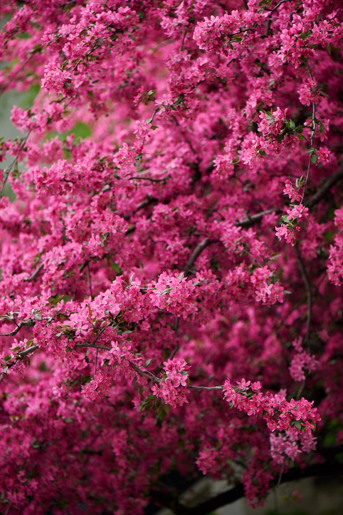 gyönyörű világos rózsaszín mandula virágok, ágak - Fotó, kép