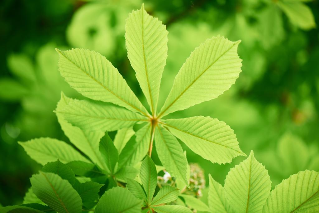 крупным планом вид красивого каштана с ярко-зелеными листьями, избирательный фокус
 - Фото, изображение