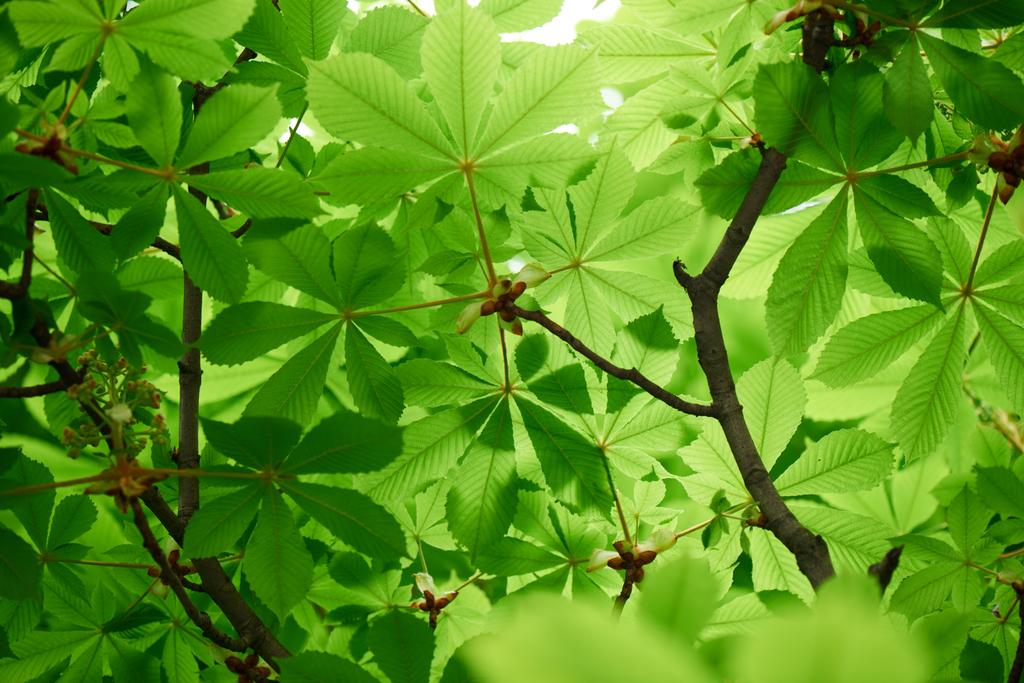 селективный фокус красивого каштана с ярко-зелеными листьями
 - Фото, изображение