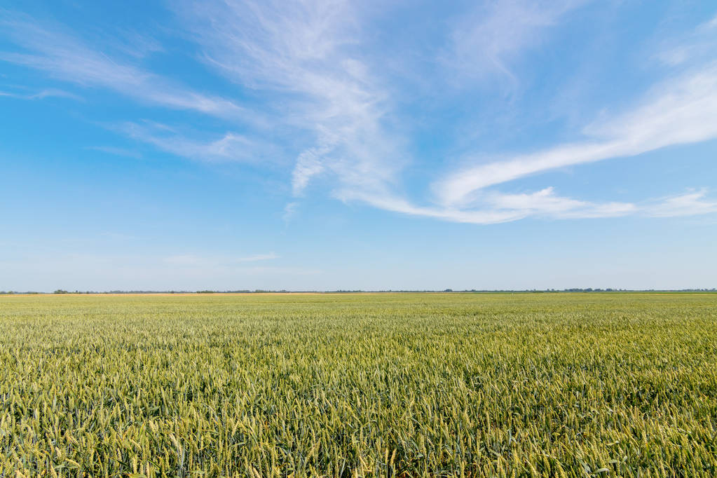 зелене пшеничне поле в сонячний день
. - Фото, зображення