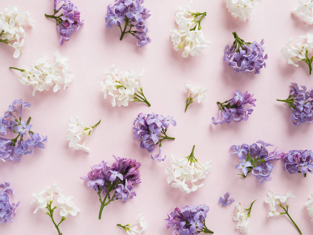 Фиолетовые и белые сиреневые цветы на пастельно-розовом фоне
 - Фото, изображение